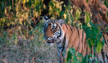 Wildlife Special 7 Days Private Luxury Golden Triangle Tour with Ranthambore & Jhalana Safari (en anglais) circuit