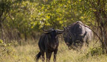 2-Day Safari Getaway near Cape Town – Big Five Fun
