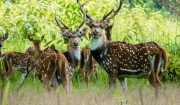 Private Chitwan Safari Tour |  3 Days Tour