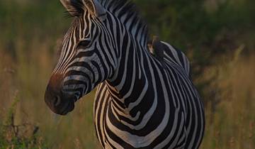 1-Day Pilanesberg Safari near Johannesburg