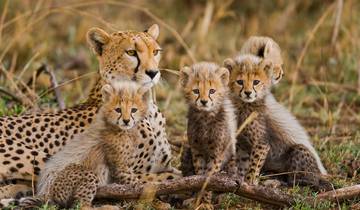 L'essentiel du safari africain (6 destinations)