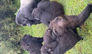 12 jours de safari au Rwanda, en Ouganda, avec des gorilles, des chimpanzés et des animaux sauvages circuit
