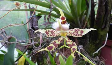 Cloud Forest Safari Tour