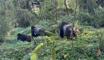 6 Day Lake Bunyonyi Shoebill Gorilla and Wildlife Safari Tour