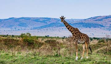 Safari familial de luxe de 7 jours tout compris.