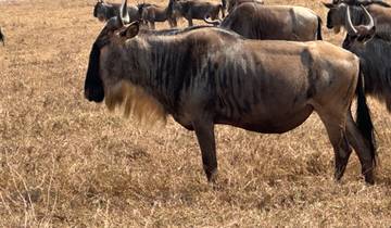 16 Day East Africa Gorilla Trekking and Safari Wildlife Adventure 