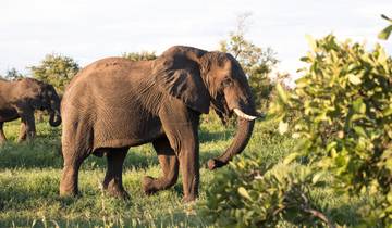 Southern Africa Safari