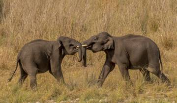 Ranthambore Wildlife and Heritage of India