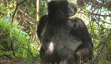 3 jours d'excursion en Ouganda à la rencontre des gorilles Safari moyen via Kigali