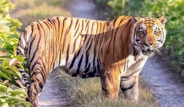 3 Tage Nepal Chitwan National Park Dschungel-Safari Tour Rundreise