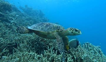 7N Maldives Sea Turtle Conservation Cruise Tour
