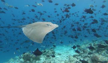 7N North Ari Island Hopping