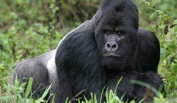 3 jours de trekking pour les gorilles en Ouganda au départ de Kigali