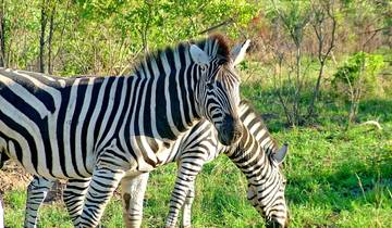 De Kruger à Vic Falls