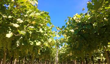 Adige fietspad: Reschenmeer - Verona met charme (8 dagen)-rondreis