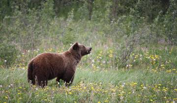 The Klondiker - Canoe Tour on the Big Salmon River 15 Days