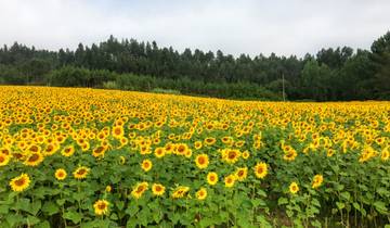 Portugal - Porto, Coimbra und Lissabon (14 Tage)