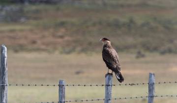 Patagonia Azul (15 Tage)