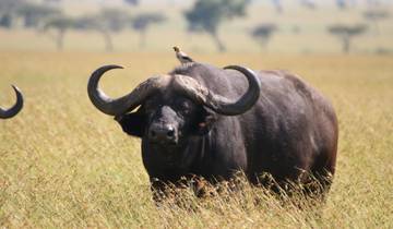 10 jours - Kenya Masai Mara, Ouganda Gorilla Trekking & Rwanda
