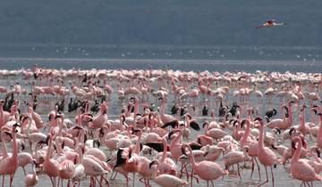 10-tägige Klassische Safari \"Das Beste von Kenia und Tansania Rundreise