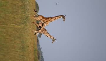 10-Day Kenyan Classic Wilderness Escape Tour