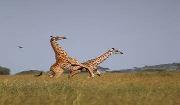 10-Day Highlights of Kenya Tour