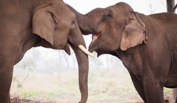 3D/2N Safari in Bardia Nationaal Park, Nepal-rondreis