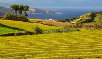 Teezauber auf den Azoren: Naturwunder und Teegenuss