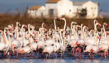 Along the Costa Blanca - "Paella, palm trees and the Sea"