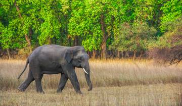 Expedición Migratoria de 5 días a través de las Llanuras Salvajes