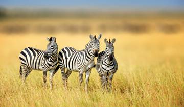 5 Tage Safari-Abenteuer Tarangire, Serengeti & Ngorongoro Rundreise