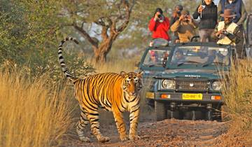 3 Days Ranthambore Tiger Safari Tour -(Wildlife SOS) Tour