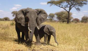 3 jours de safari ultime en Tanzanie circuit