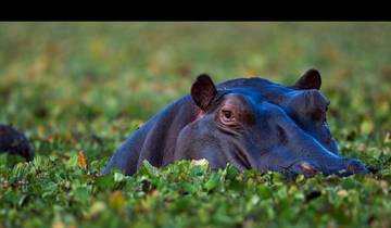 19 Tage Ultimative afrikanische Safari Rundreise