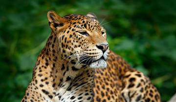 14 jours - Circuit de luxe en petit groupe au Sri Lanka