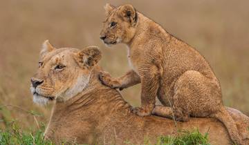 6 jours Beyond Luxury - 2 nuits Four Season Safari Lodge