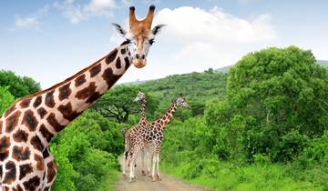 6-Day Sabi Sands and Kruger Park Safari