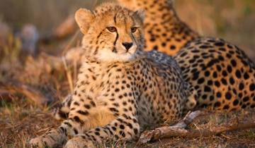 3-Day Midrange Kruger Tented Safari & 2 Sabi Sand Drives