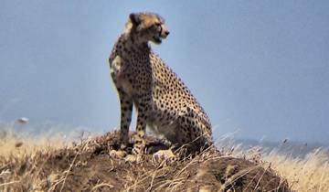 10 jours de safaris en Tanzanie et plage à Zanzibar circuit