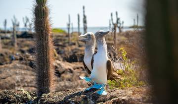 Machu Picchu and Galapagos 10 days - Comfort Style Tour
