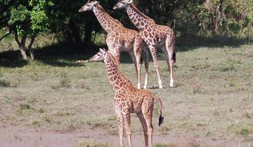 3-Daagse Mikumi NP van en terug naar Zanzibar