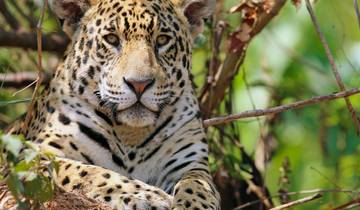 De l'Amazonie aux Andes : Safari au pays des contrastes