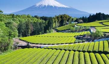 Japans grünes Gold - eine Teereise für die Sinne