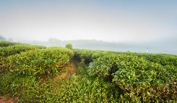 Chine - aux origines de la culture du thé dans le Yunnan circuit