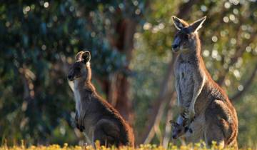 Highlights of Adelaide &  Melbourne - 3 days