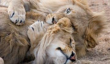 KILIMARA SAFARI 2025 7 NIGHTS/8 DAYS Tour