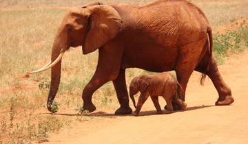 Kenya Safari & Beach Holiday: Mombasa, Tsavo East & Tsavo West Tour 7 Days