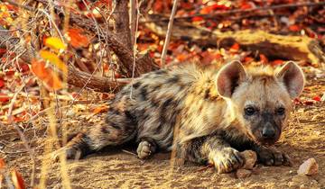 Malawi & Zambia: Liwonde 15 Days Tour