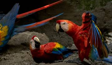Aventure de 3 jours en Amazonie profonde