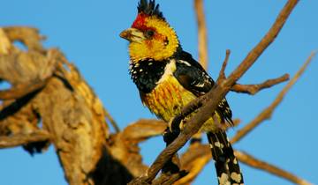 Kafue and Lower Zambezi National Parks